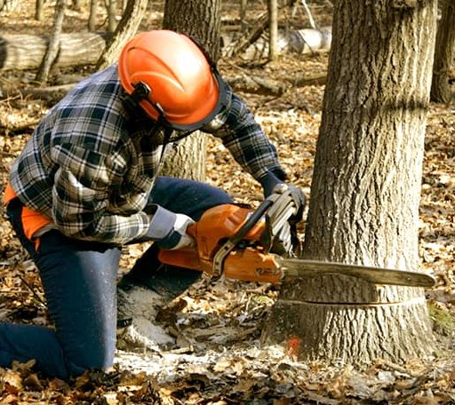 Tree Removal in Lenoxville, PA